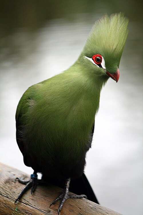 A green Turaco